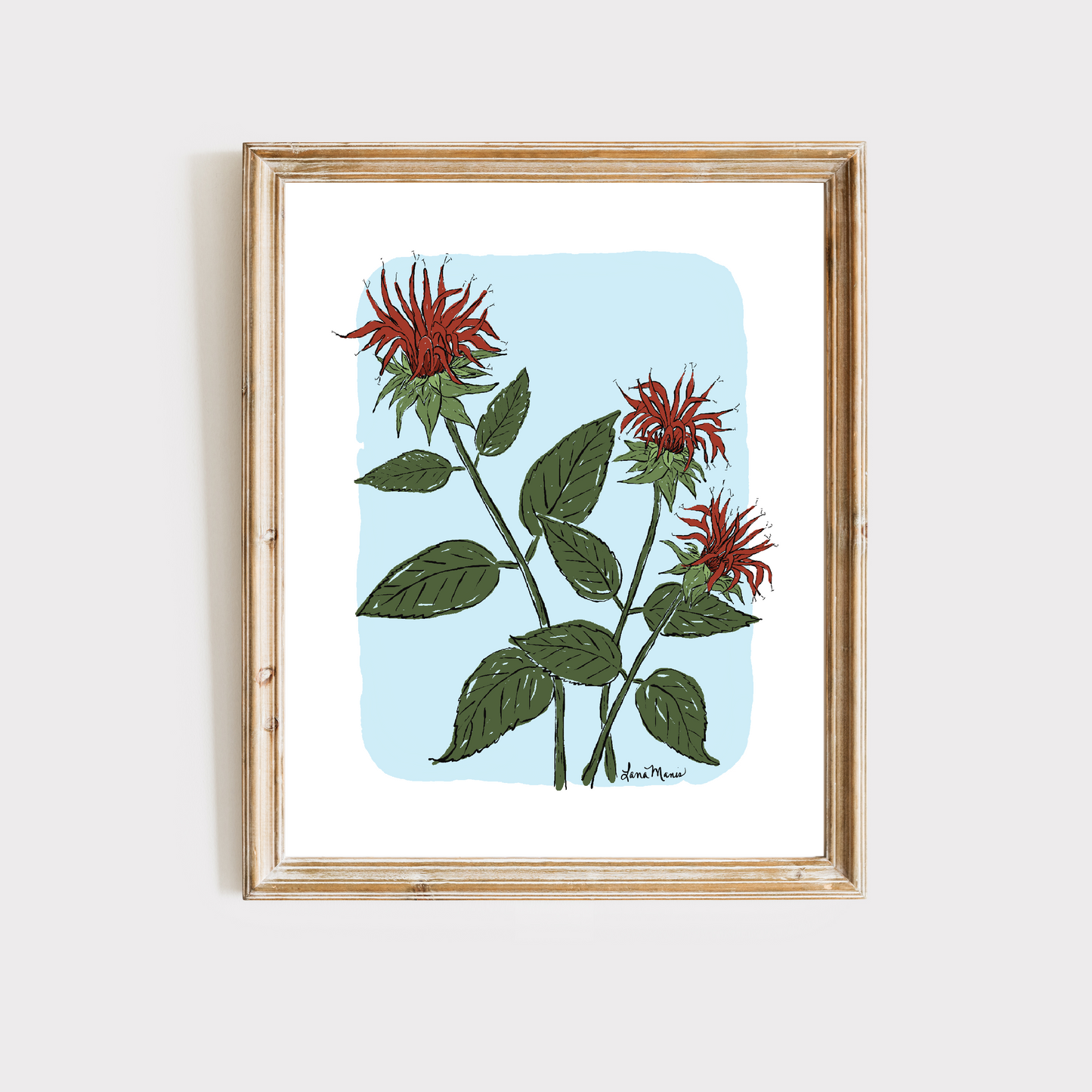 Beebalm Botanical Art Print - 5 Designs