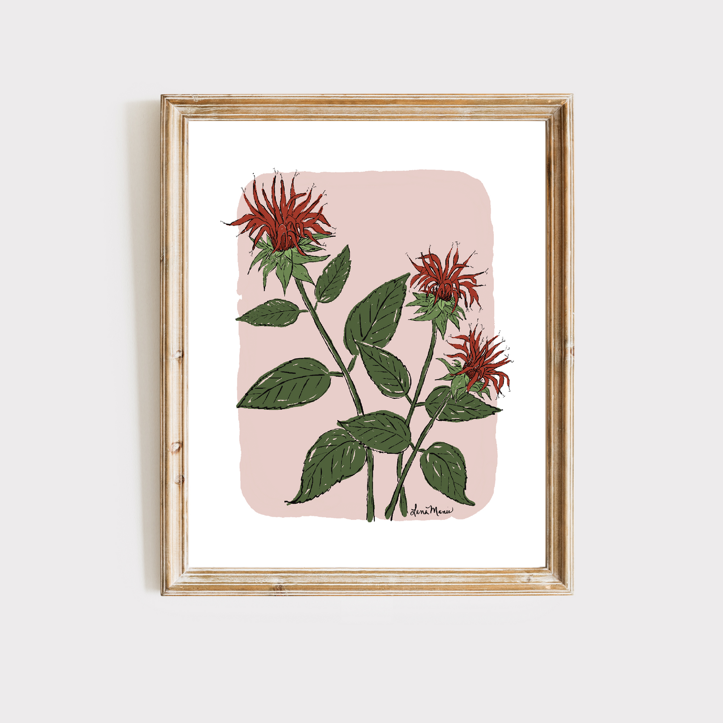 Beebalm Botanical Art Print - 5 Designs