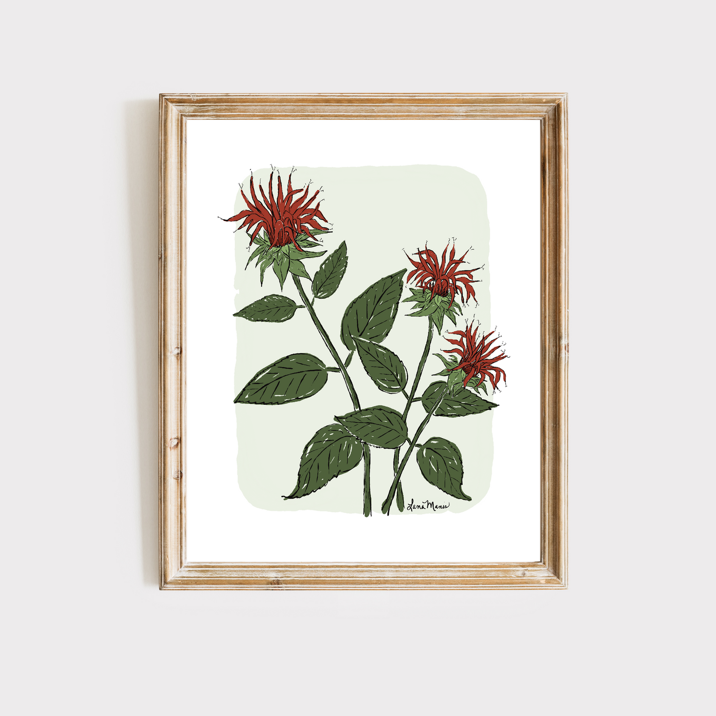 Beebalm Botanical Art Print - 5 Designs