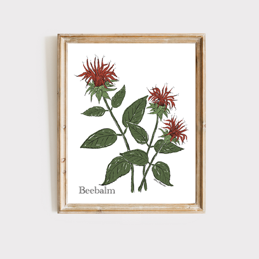 Beebalm Botanical Art Print - 5 Designs
