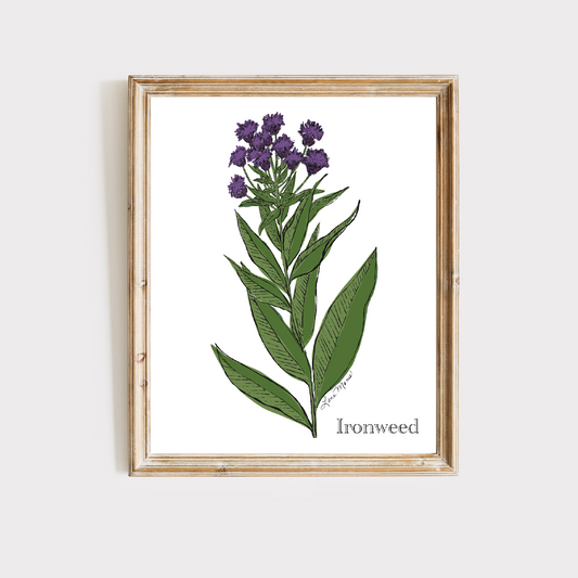 Ironweed Botanical Art Print - 3 Designs